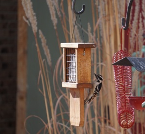 Downy woodpecker at feeder.